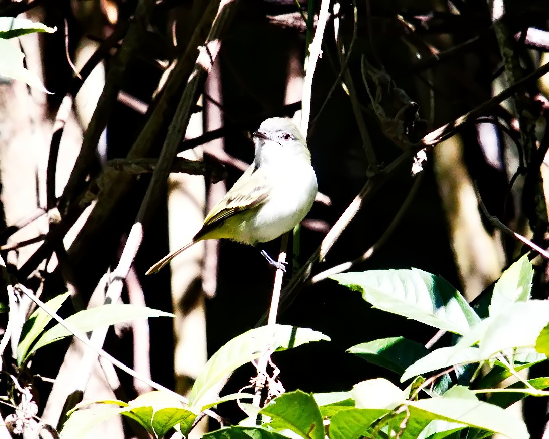 Gray-headed Elaenia - ML638687959