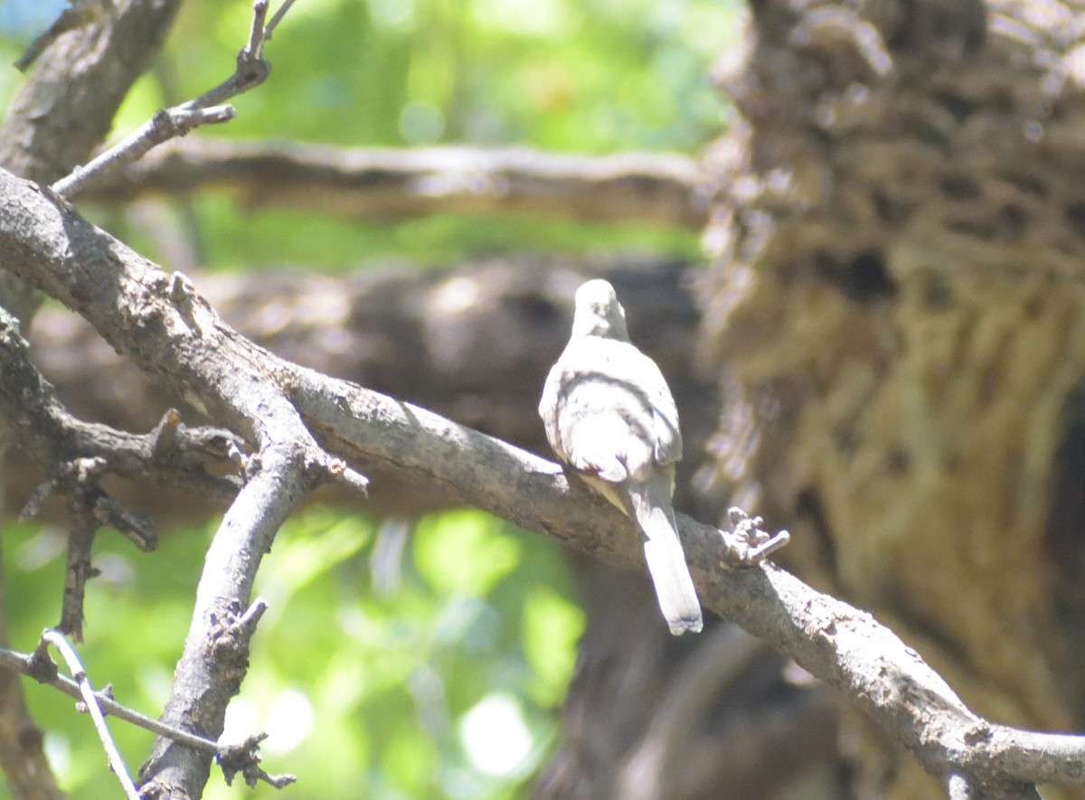 Inca Dove - ML638687973