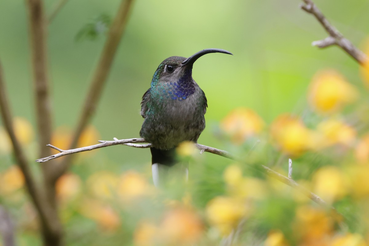 Violet Sabrewing - ML638687987