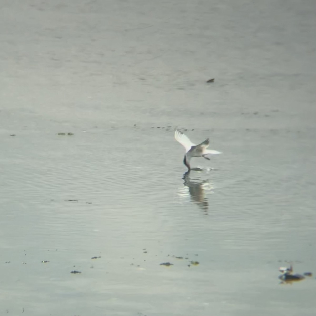 Gull-billed Tern - ML638687998