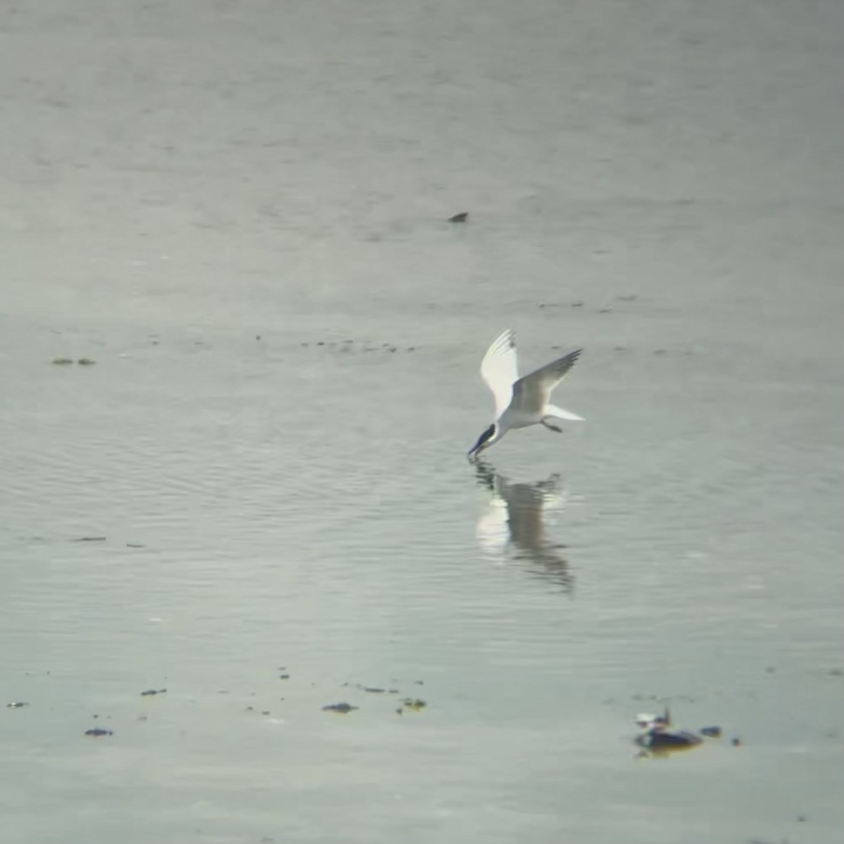 Gull-billed Tern - ML638688000