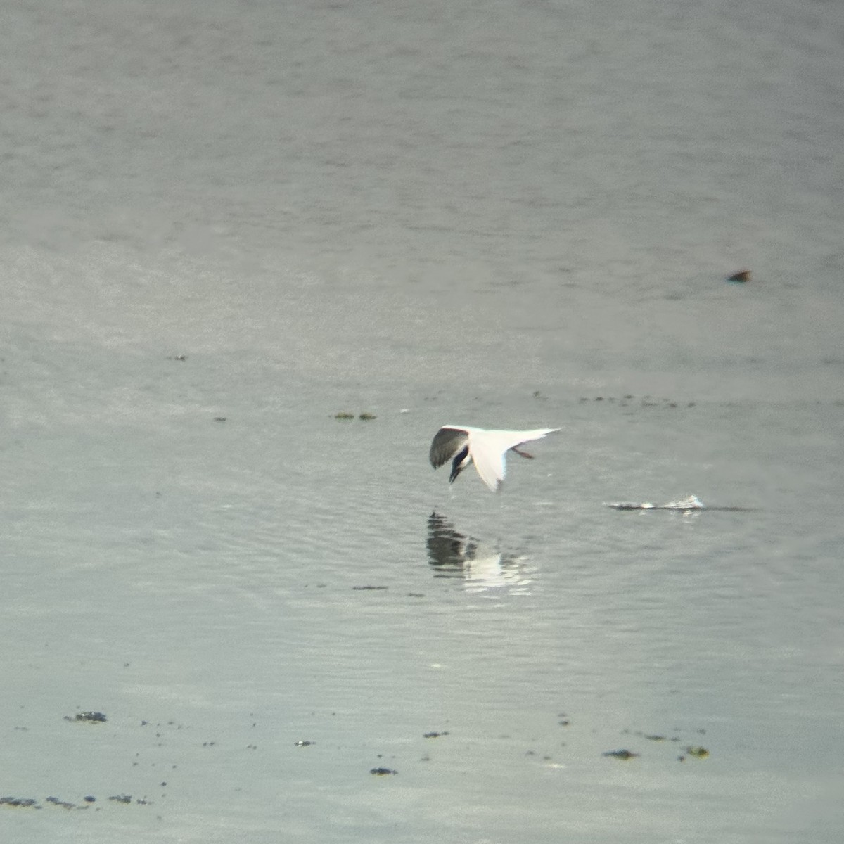 Gull-billed Tern - ML638688001
