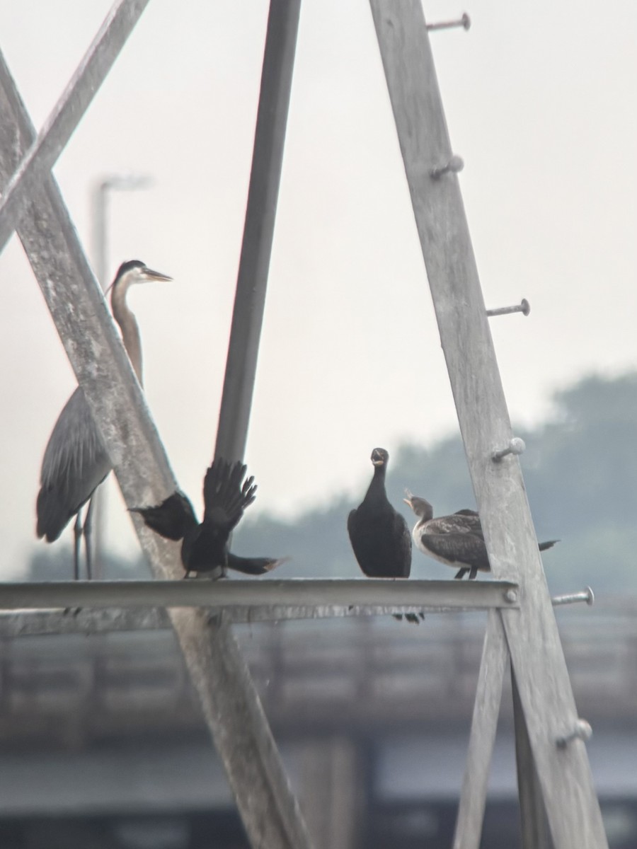 Neotropic Cormorant - ML638688011