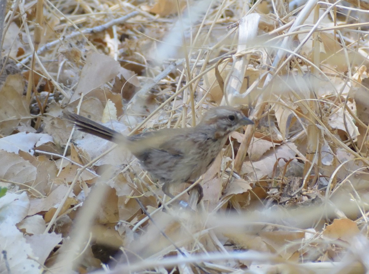 Song Sparrow (fallax Group) - ML638688013