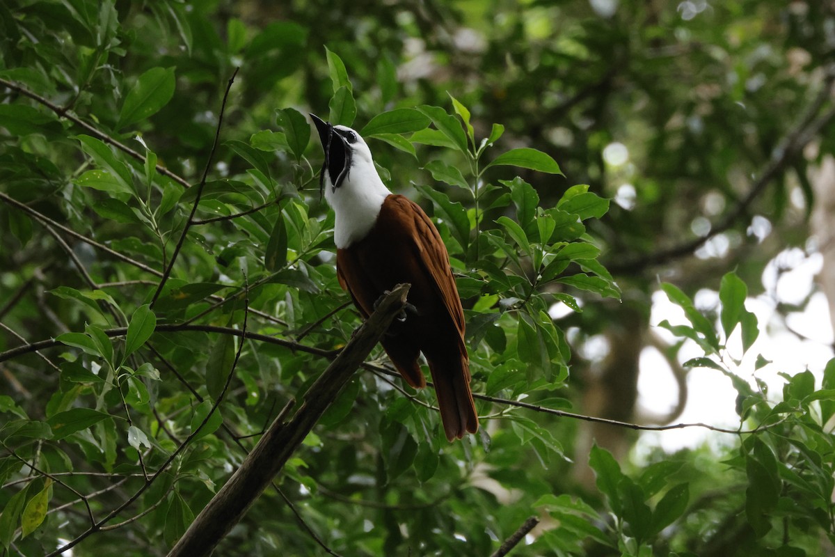 Three-wattled Bellbird - ML638688019
