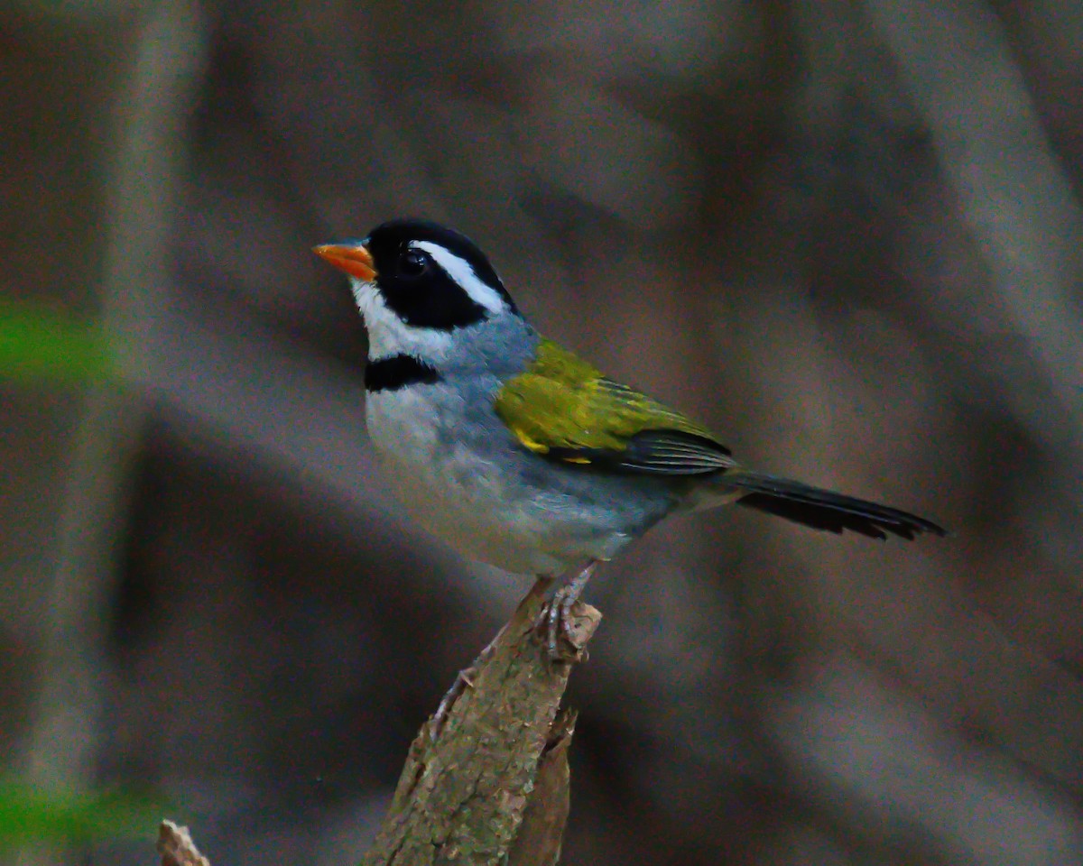 Saffron-billed Sparrow (Saffron-billed) - ML638688023