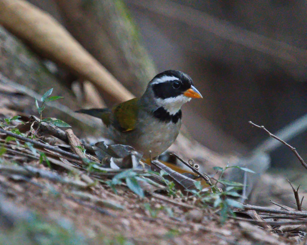 Saffron-billed Sparrow (Saffron-billed) - ML638688025