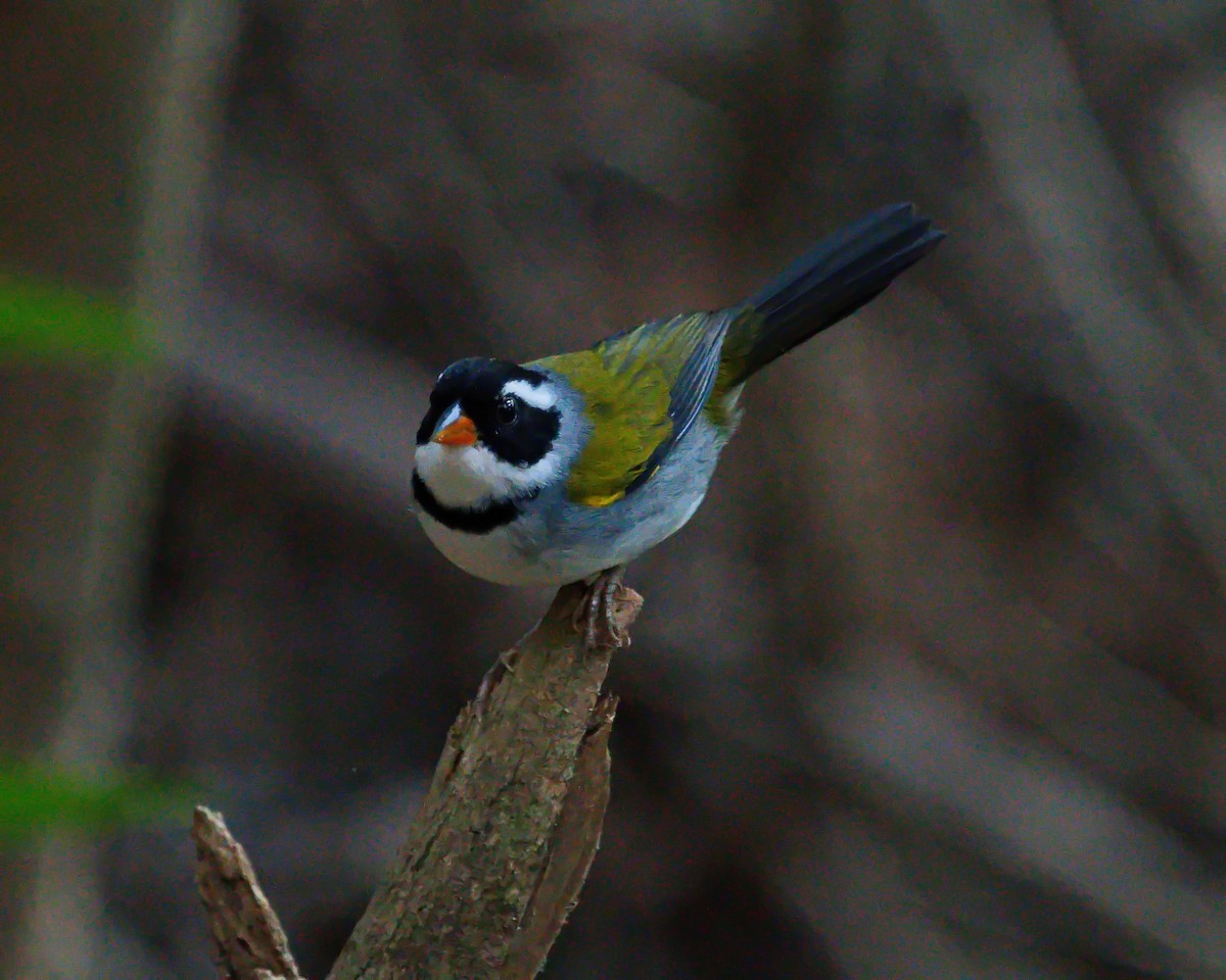 Saffron-billed Sparrow (Saffron-billed) - ML638688027
