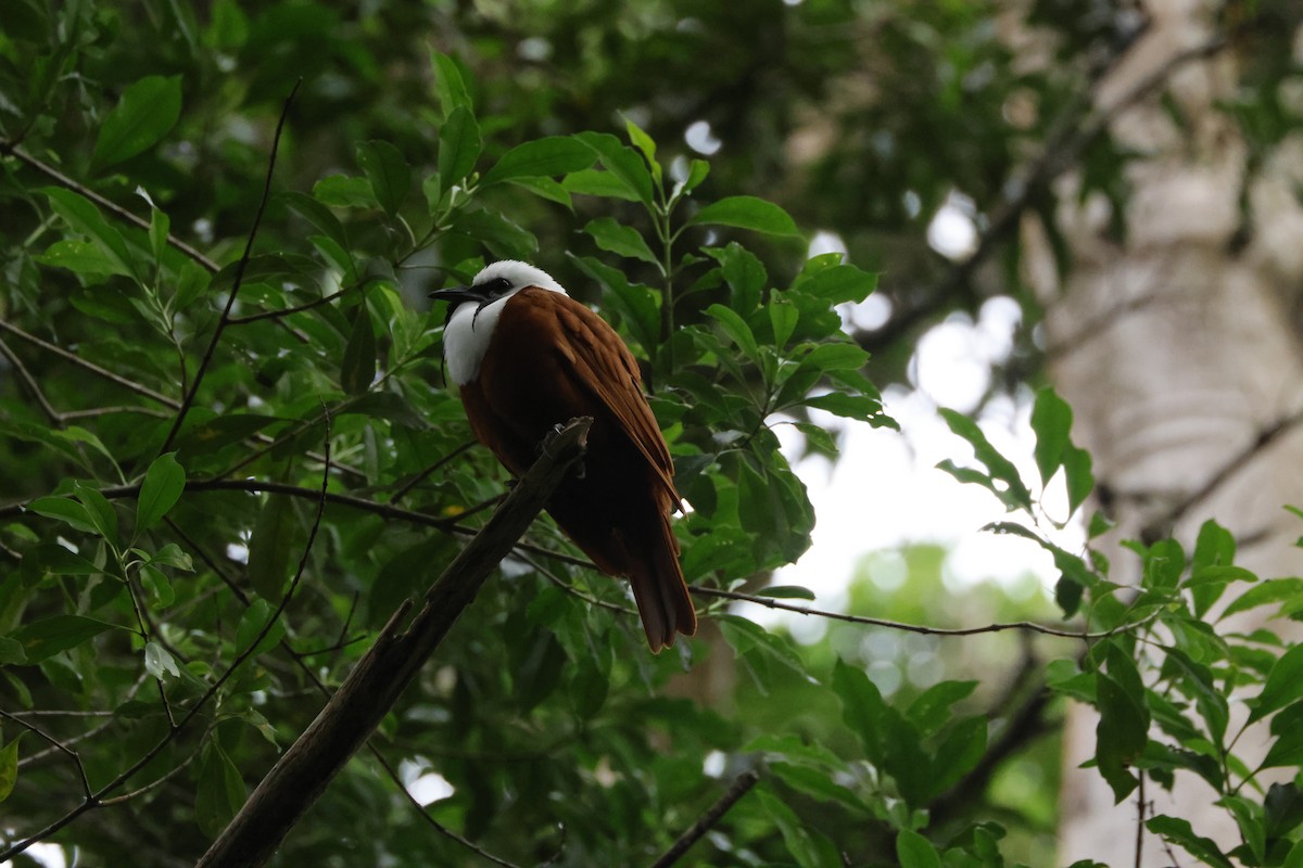 Three-wattled Bellbird - ML638688035