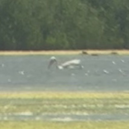 American White Pelican - ML638688090