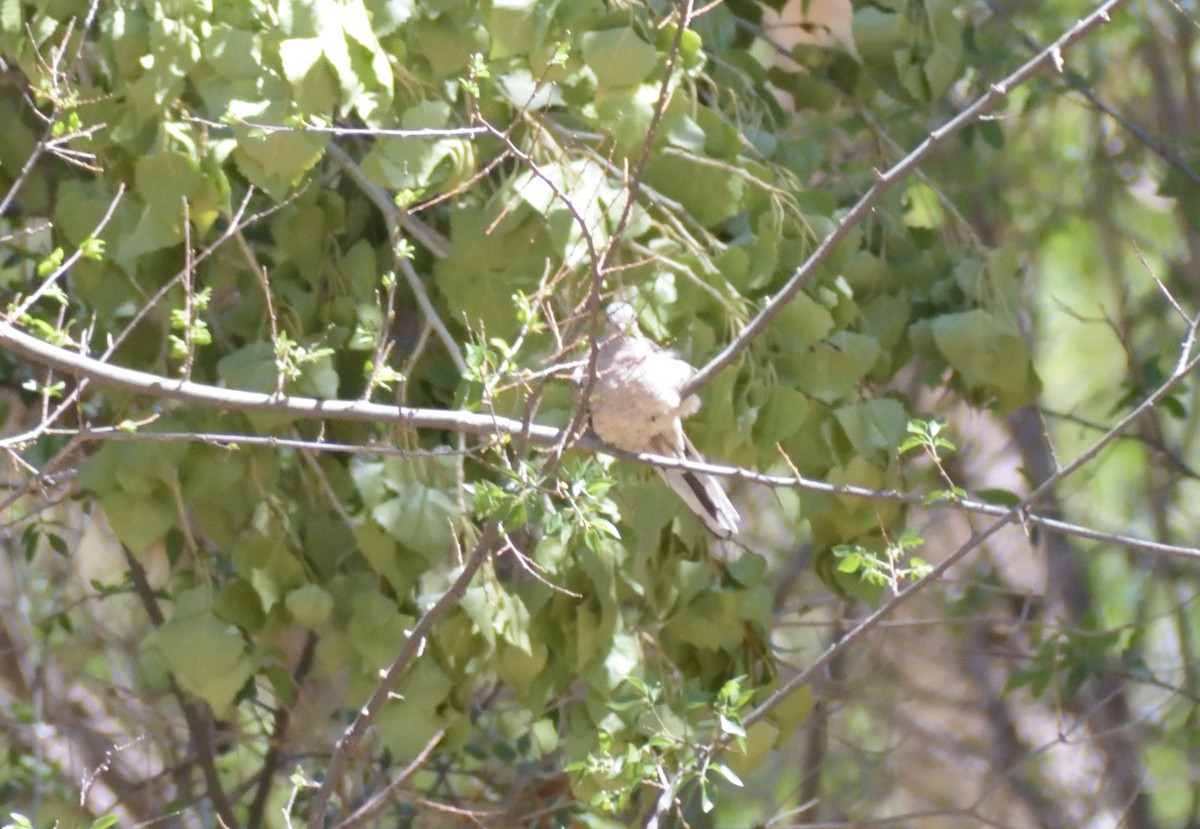 Inca Dove - ML638688103