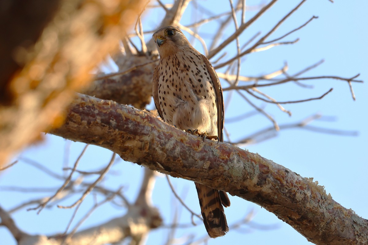 Malagasy Kestrel - ML638688112