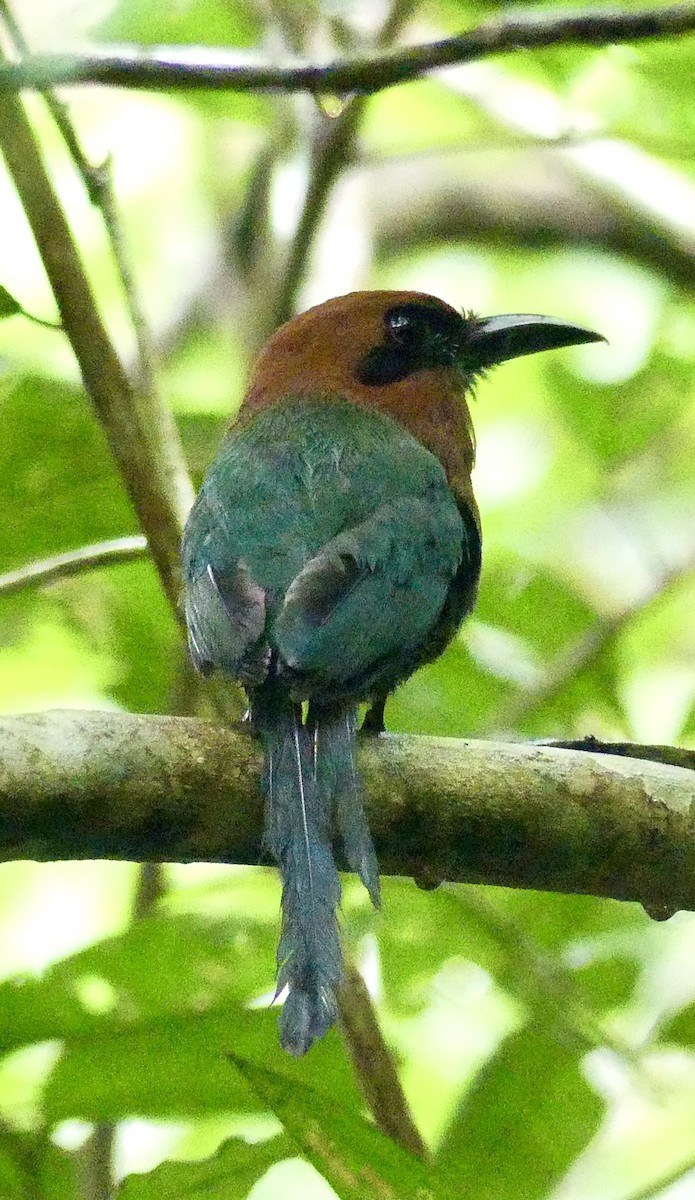 Broad-billed Motmot - ML638688120