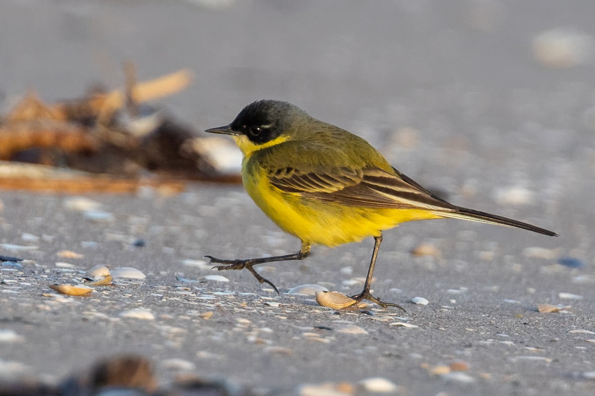 Western Yellow Wagtail (thunbergi) - ML638688155