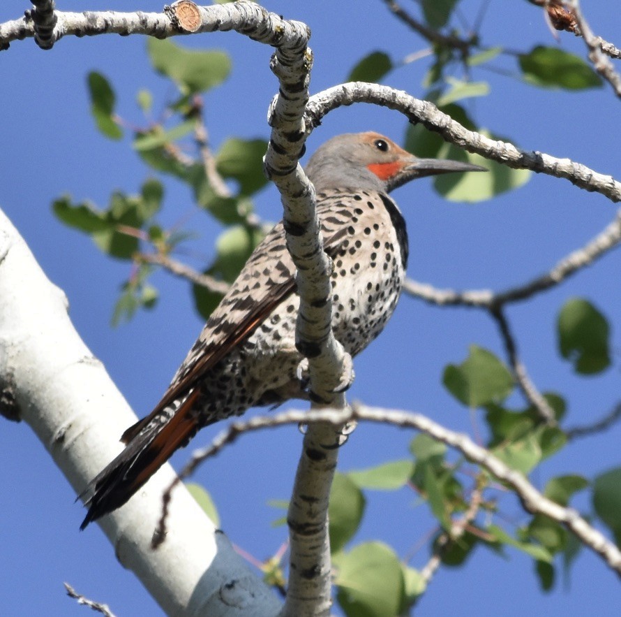 Northern Flicker (Red-shafted) - ML638688166