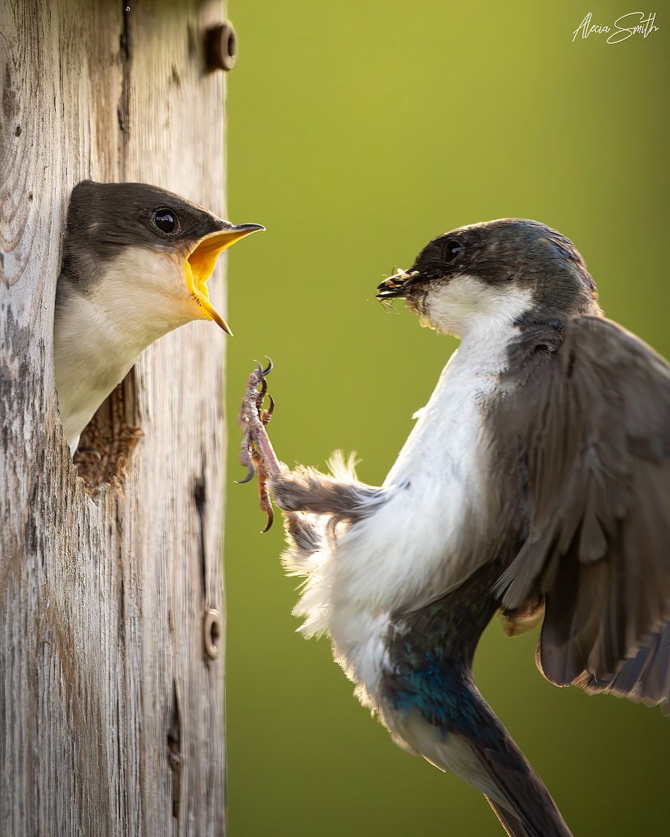 Tree Swallow - ML638688187