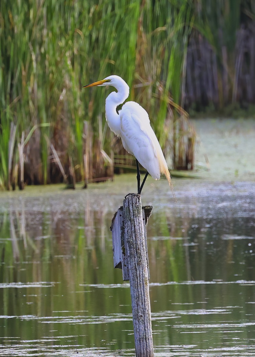 Great Egret - ML638688195