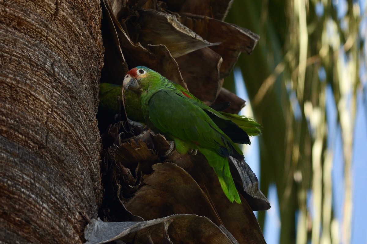 Red-lored Amazon - ML638688198