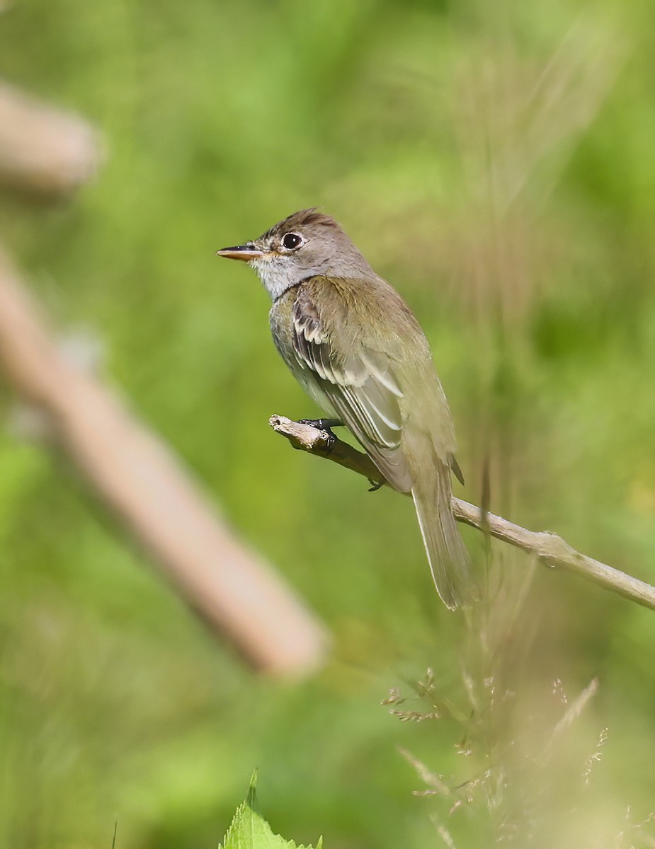 Willow Flycatcher - ML638688202