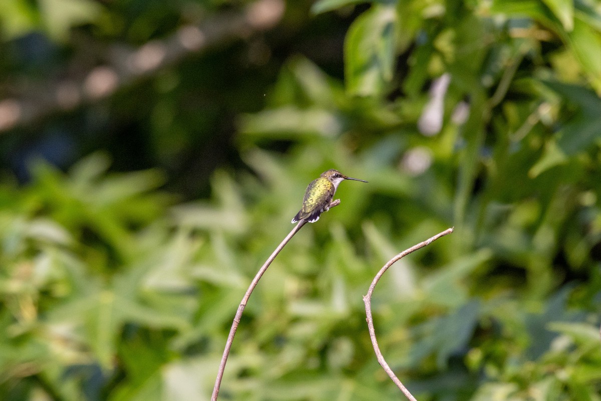 Ruby-throated Hummingbird - ML638688216