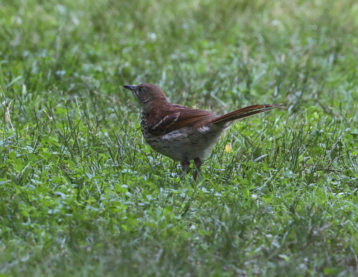 Brown Thrasher - ML638688221