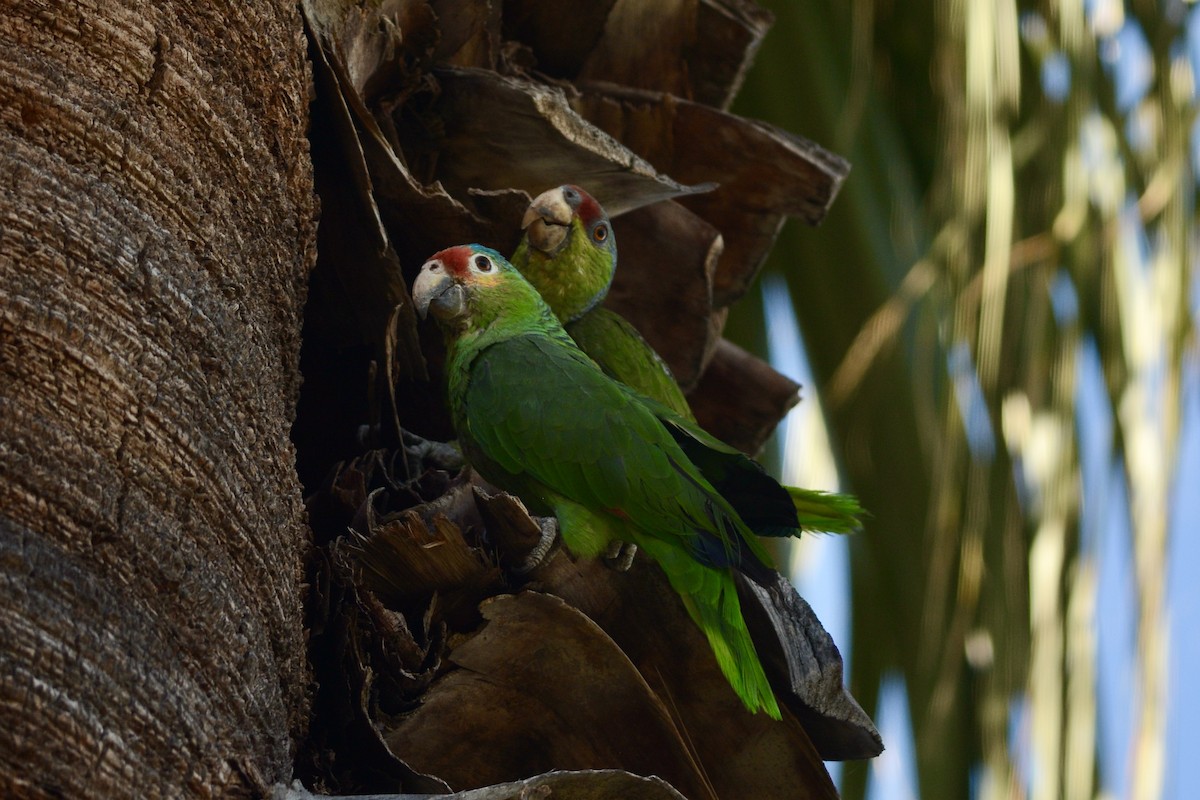 Red-lored Amazon - ML638688226