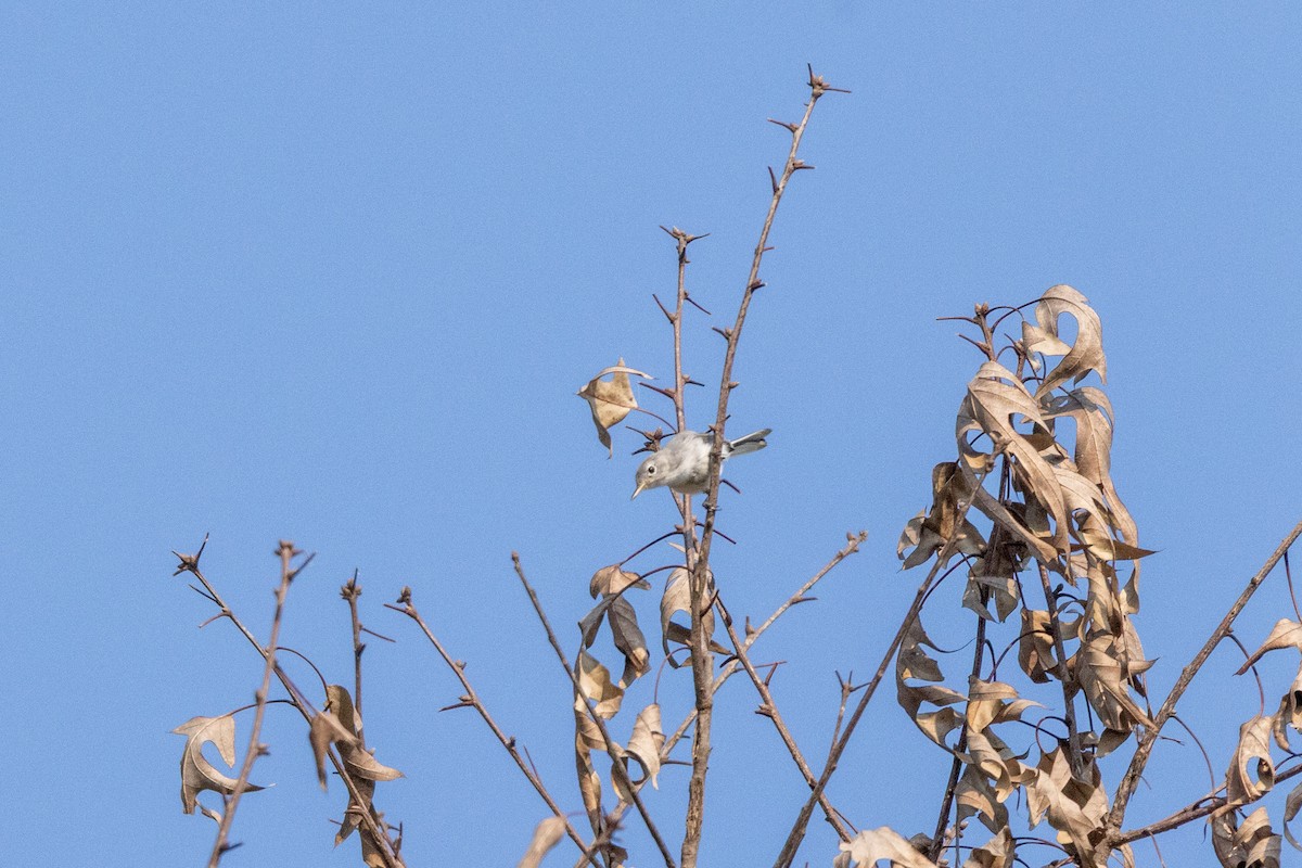 Blue-gray Gnatcatcher - ML638688227