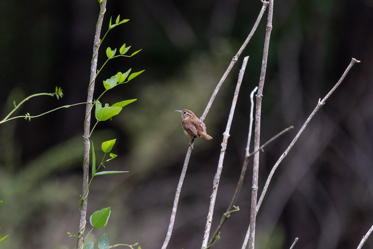 Carolina Wren - ML638688237