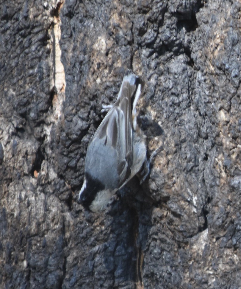 White-breasted Nuthatch (Interior West) - ML638688239