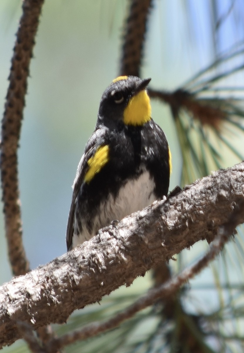 Yellow-rumped Warbler (Audubon's) - ML638688250