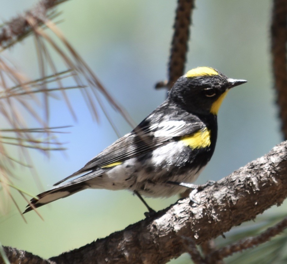 Yellow-rumped Warbler (Audubon's) - ML638688251