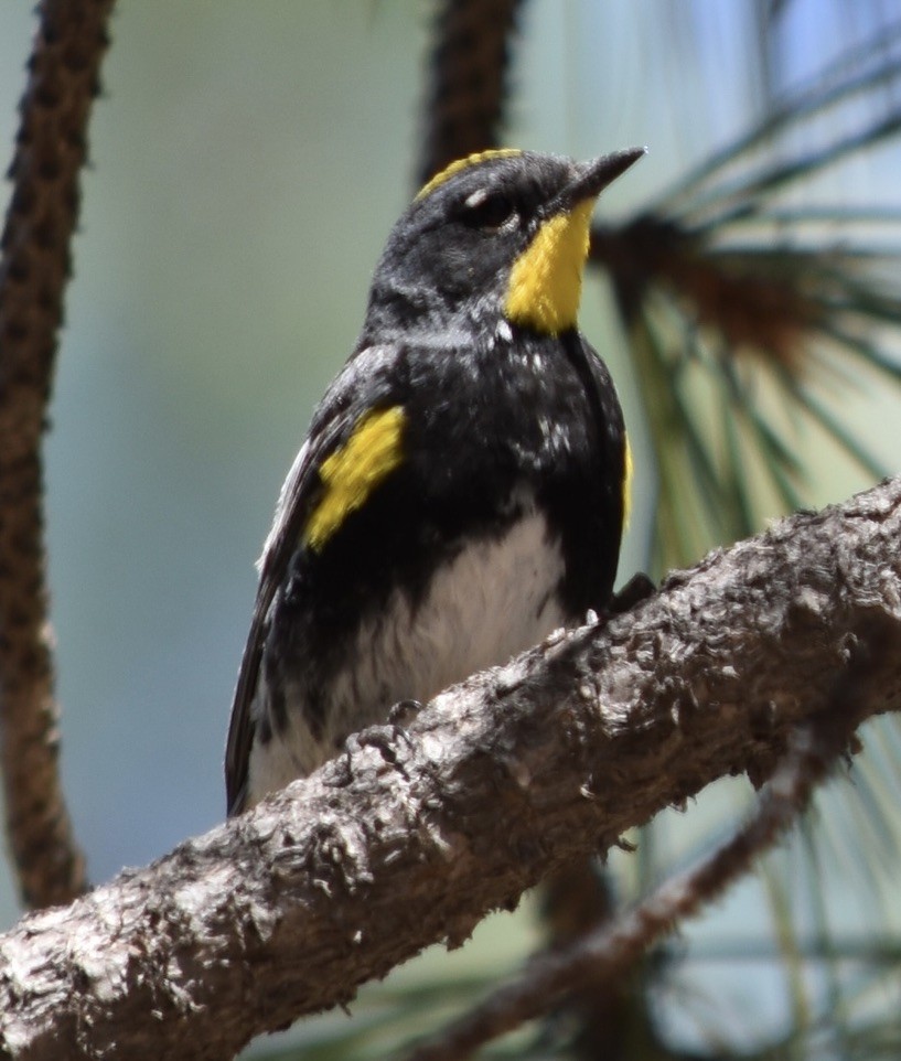 Yellow-rumped Warbler (Audubon's) - ML638688252