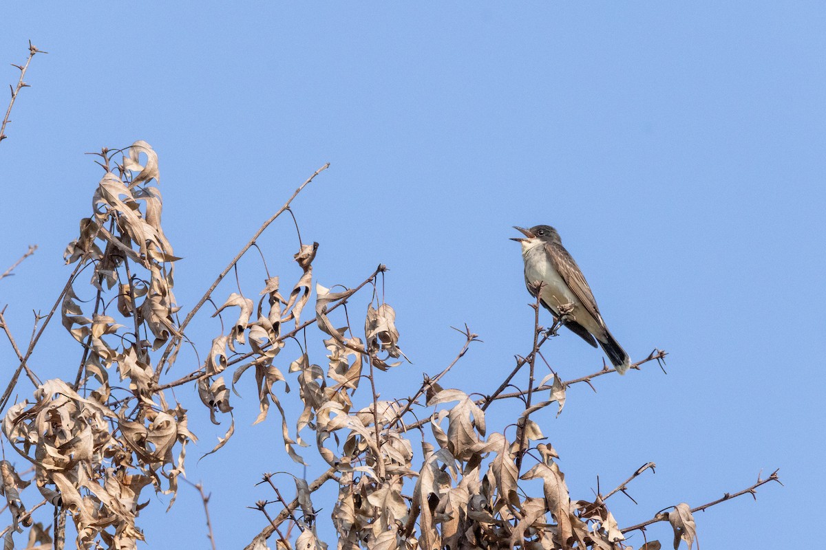 Eastern Kingbird - ML638688264