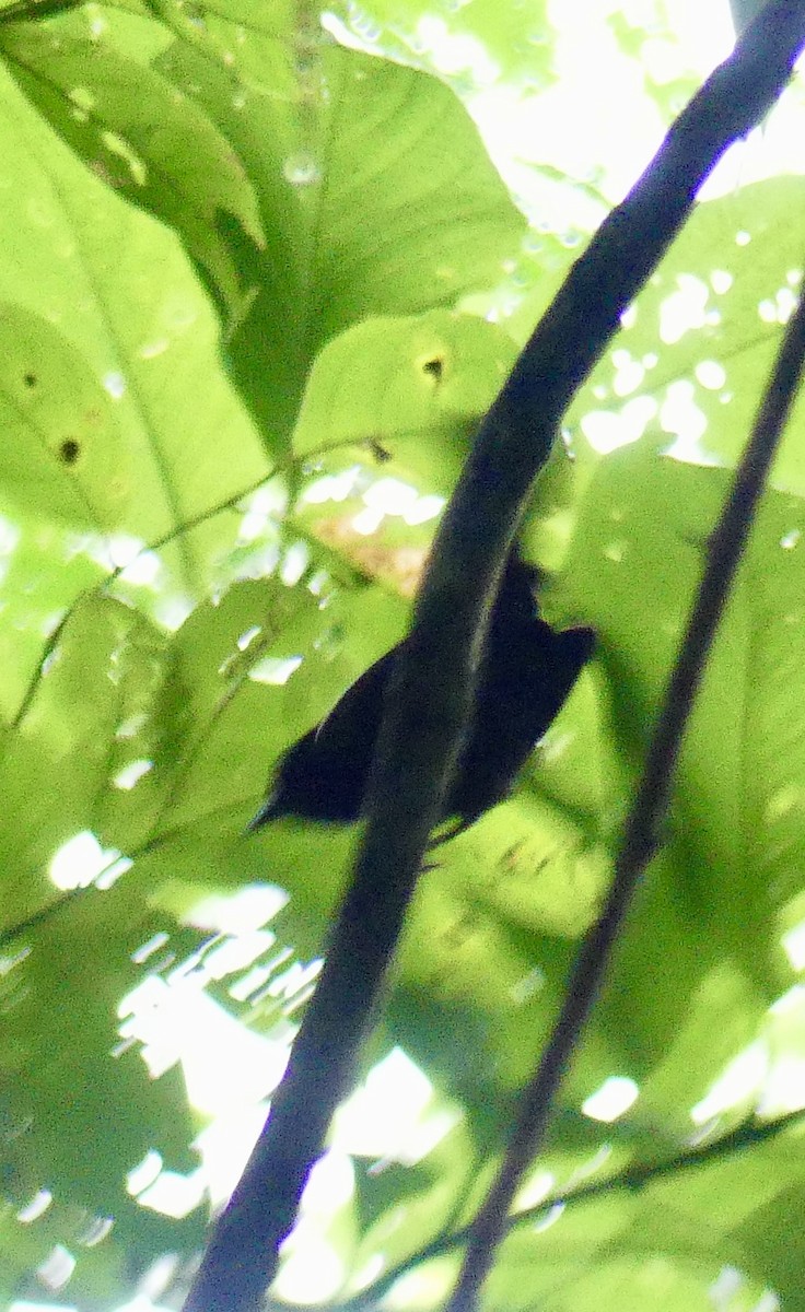 White-shouldered Tanager - ML638688266