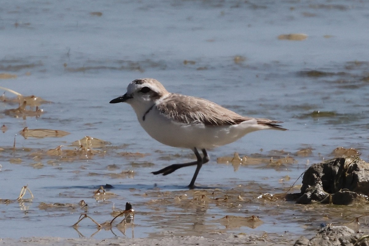 Snowy Plover - ML638688267