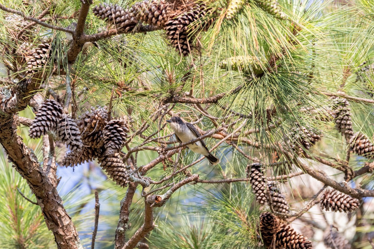 Eastern Kingbird - ML638688269