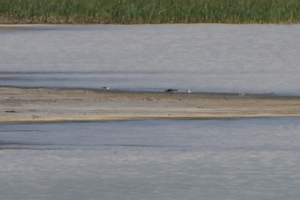 Snowy Plover - ML638688281
