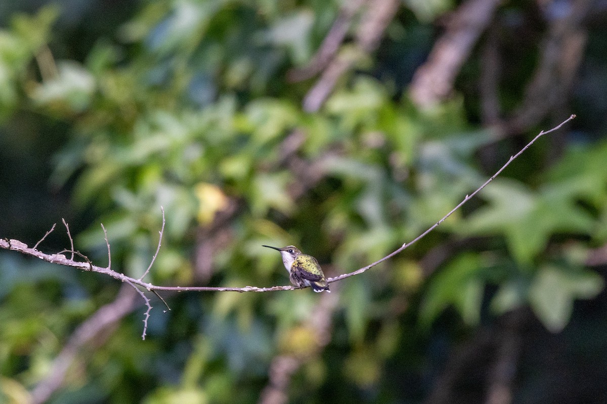 Ruby-throated Hummingbird - ML638688282
