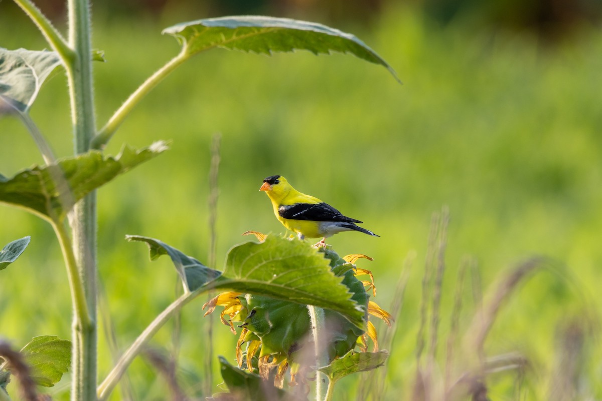 American Goldfinch - ML638688288