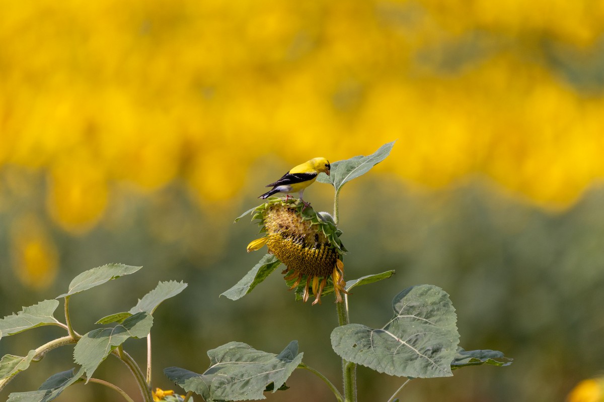 American Goldfinch - ML638688296