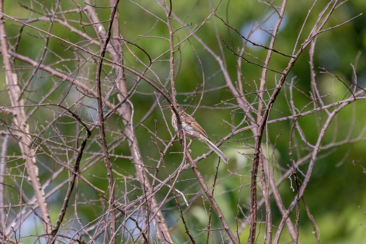 Field Sparrow - ML638688298