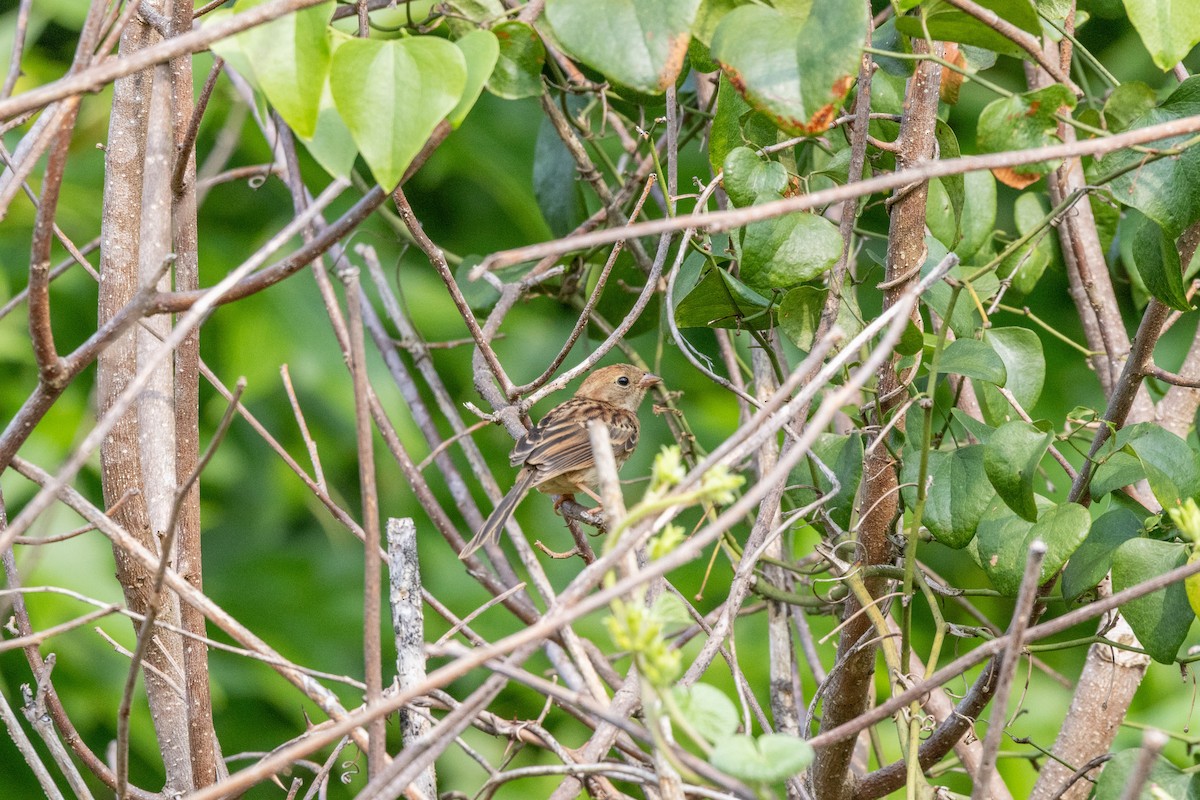 Field Sparrow - ML638688301