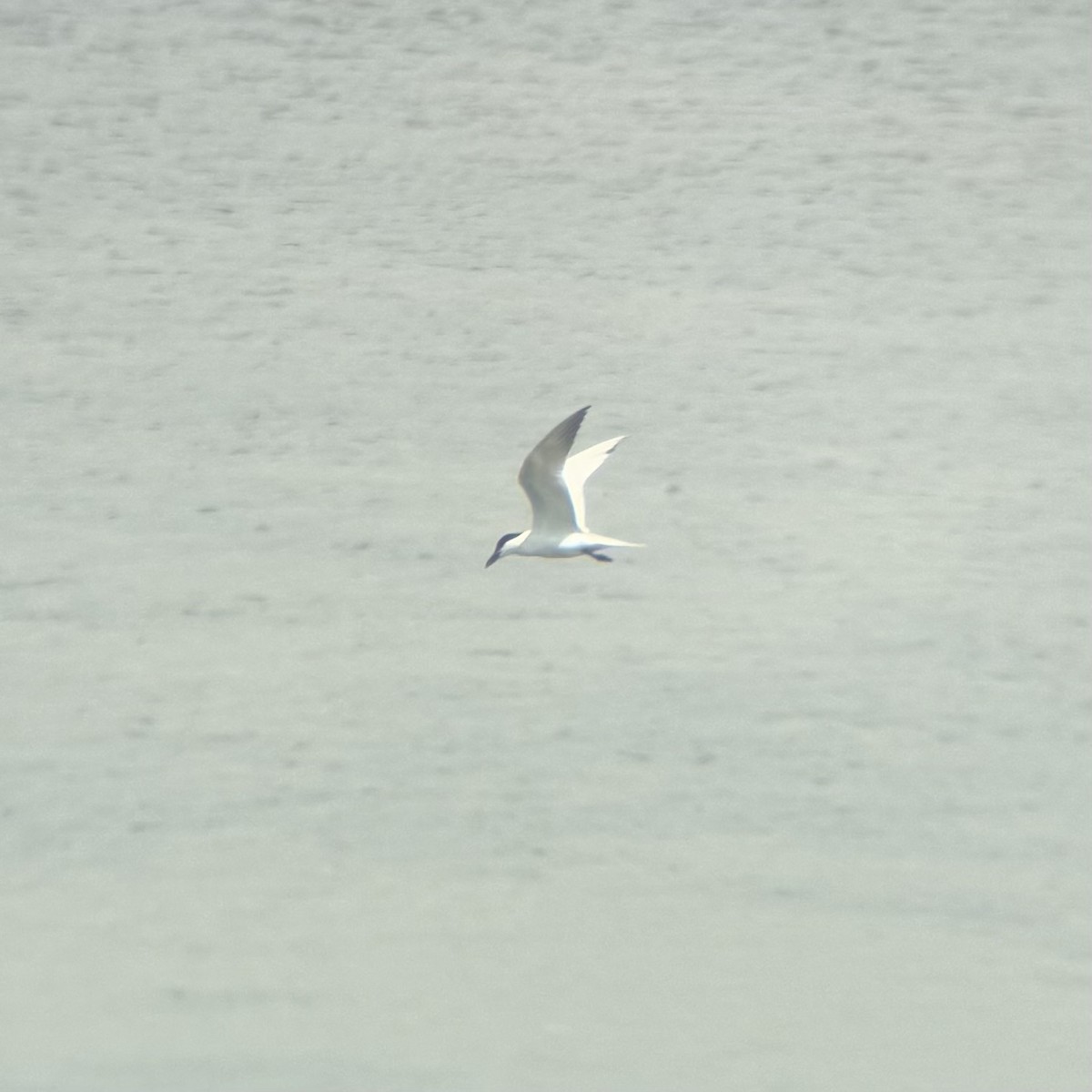 Gull-billed Tern - ML638688309