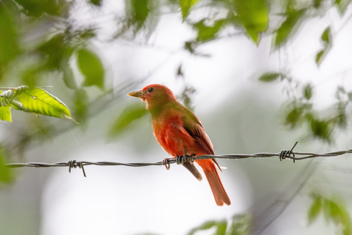 Summer Tanager - ML638688311