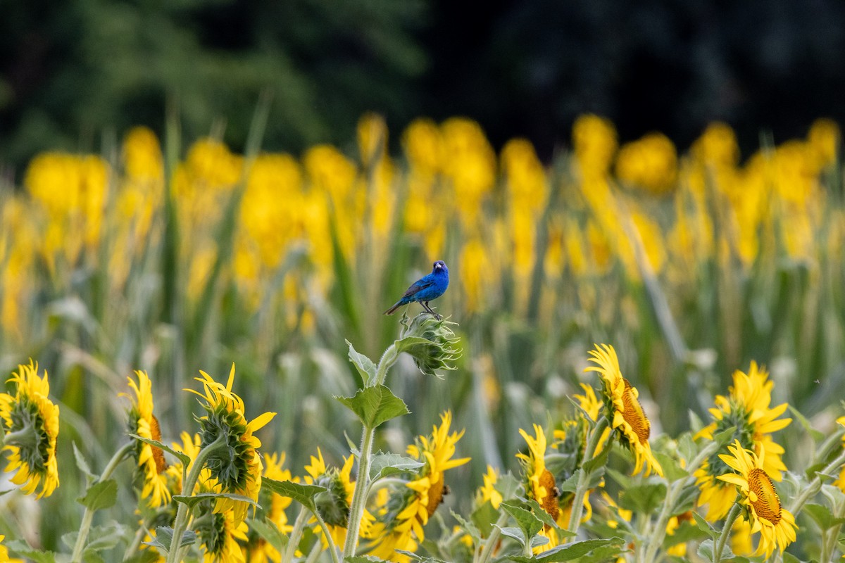 Indigo Bunting - ML638688314