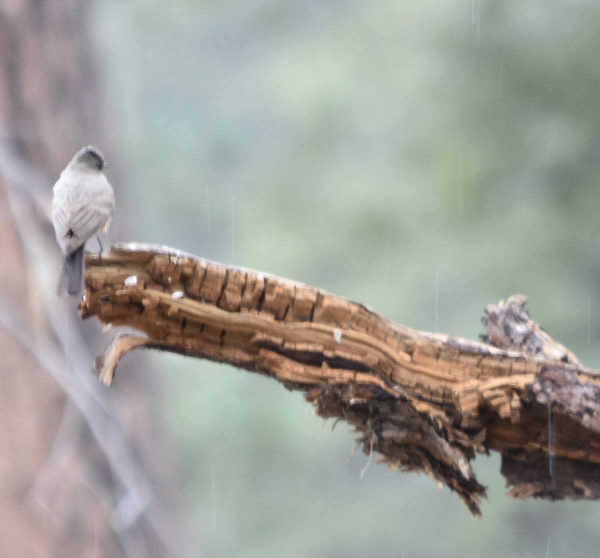 Say's Phoebe - ML638688318