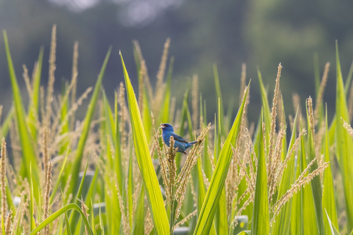 Indigo Bunting - ML638688319