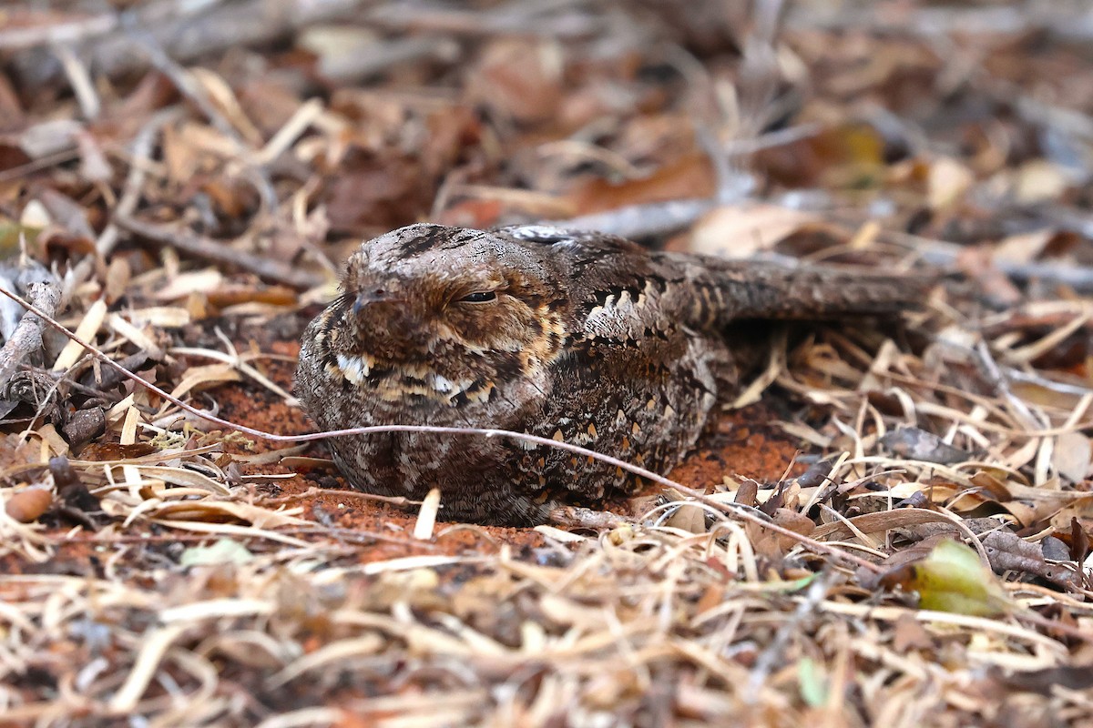 Madagaskar Çobanaldatanı - ML638688346