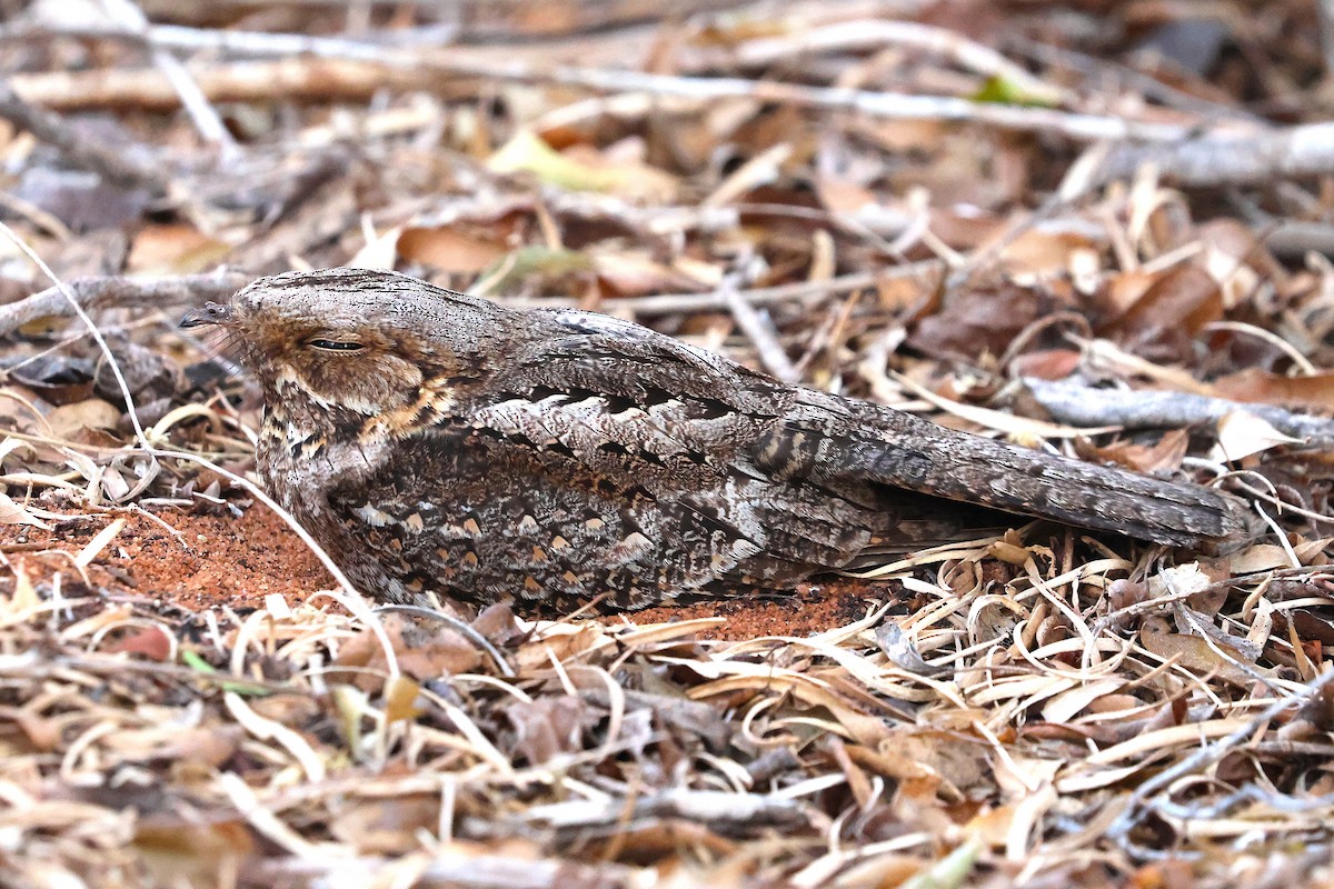 Madagaskar Çobanaldatanı - ML638688347