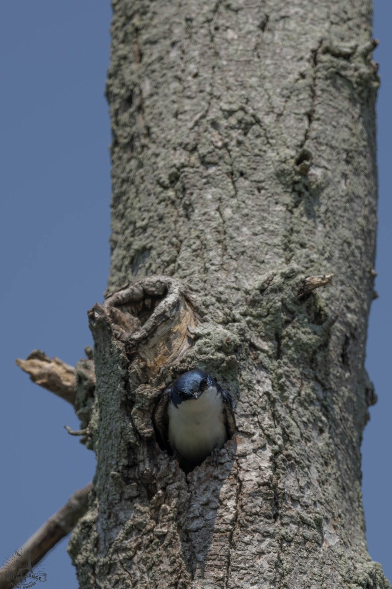 Tree Swallow - ML638688365